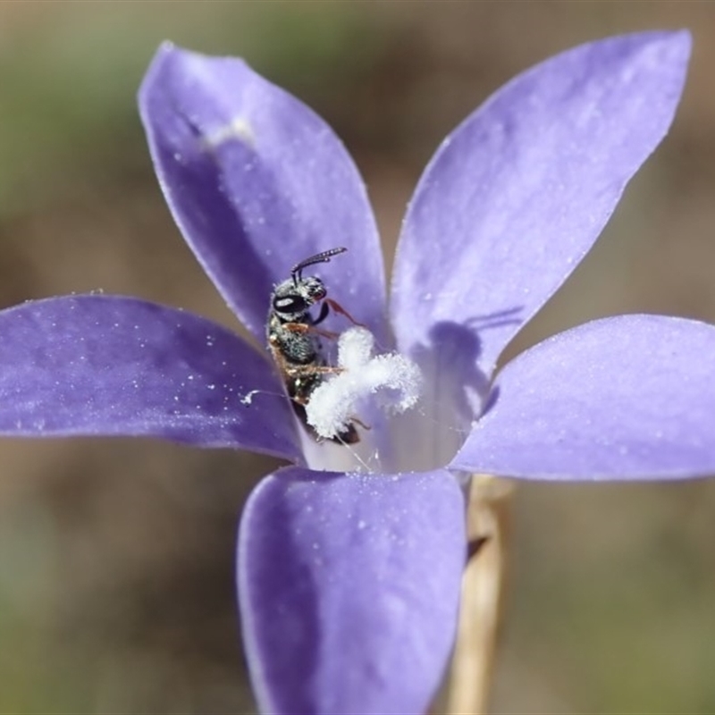 Lasioglossum (Homalictus) sp. (genus & subgenus)