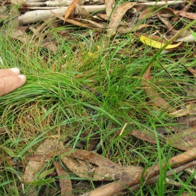 Hookerochloa eriopoda