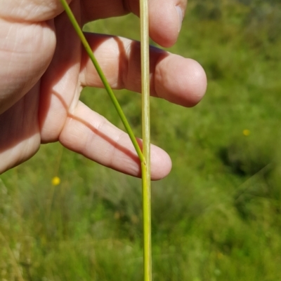 Hookerochloa eriopoda