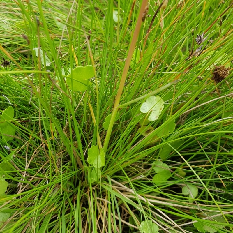 Hookerochloa hookeriana