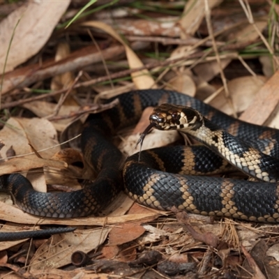 Hoplocephalus stephensii