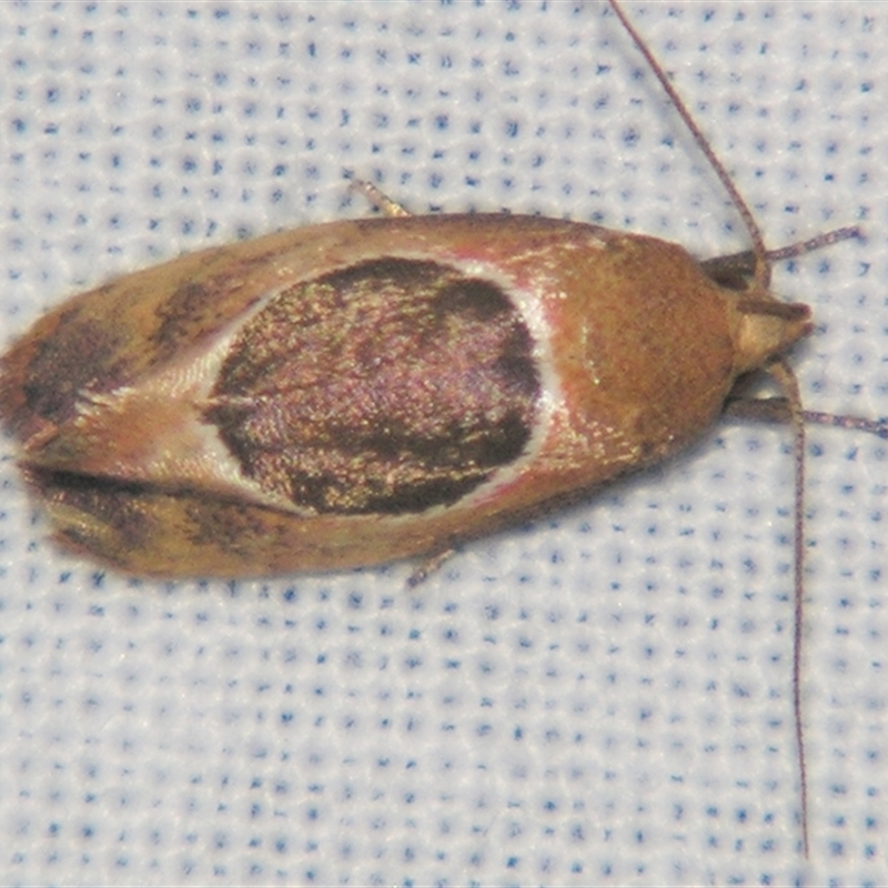 Hoplomorpha abalienella