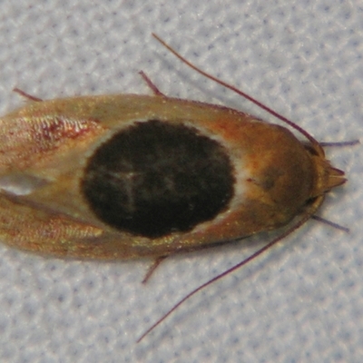 Hoplomorpha abalienella