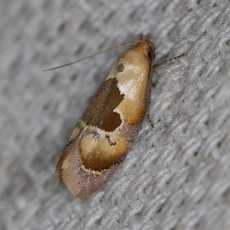 Hoplomorpha camelaea