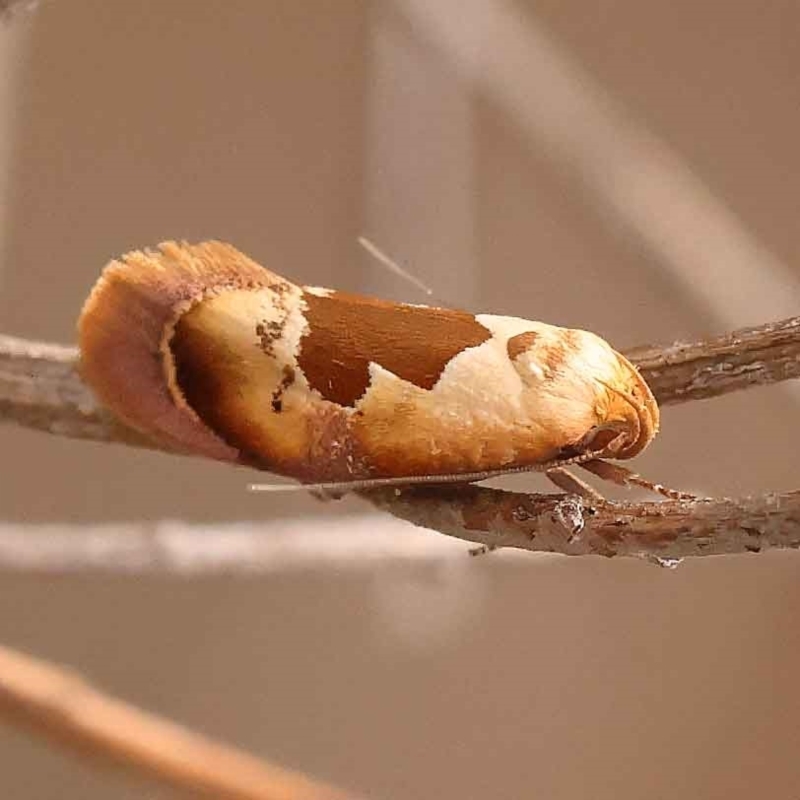 Hoplomorpha camelaea