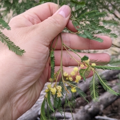 Acacia deanei subsp. deanei