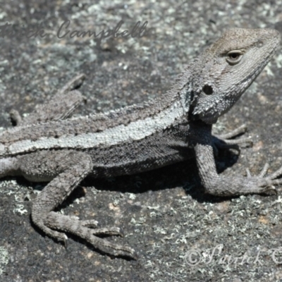 Amphibolurus muricatus