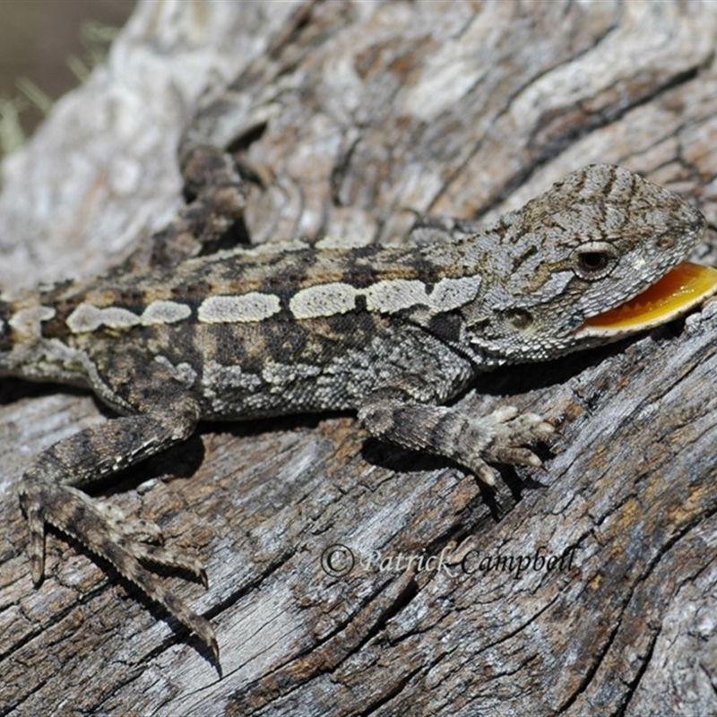 Amphibolurus muricatus