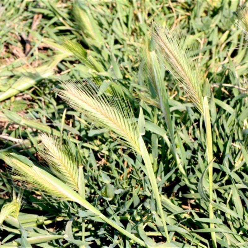 Hordeum leporinum