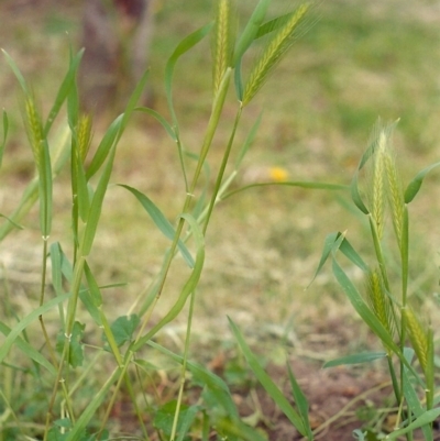 Hordeum leporinum