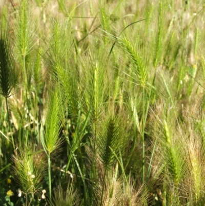 Hordeum marinum