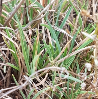 Hordeum marinum