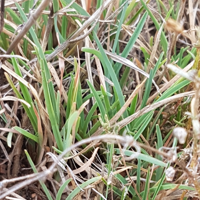 Hordeum marinum