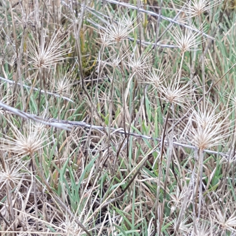 Hordeum marinum