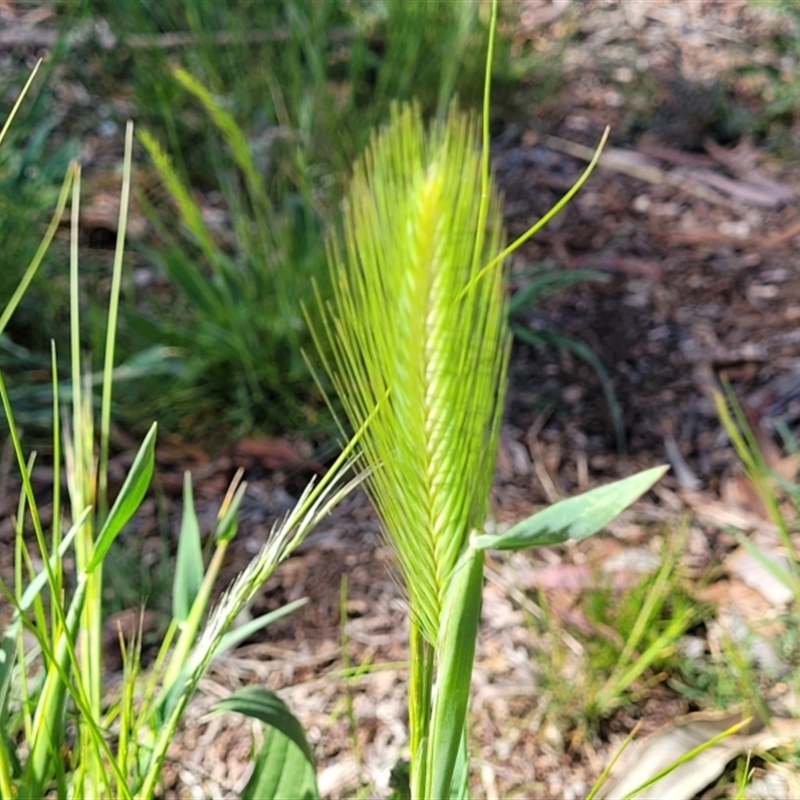 Hordeum sp.