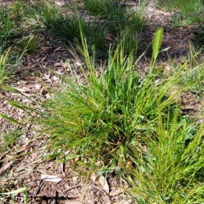 Hordeum sp.