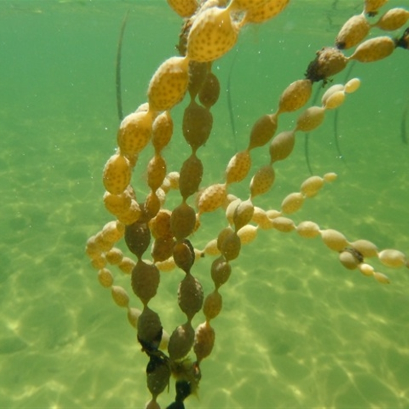 Hormosira banksii