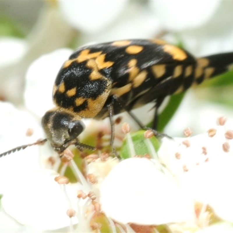 Hoshihananomia leucosticta