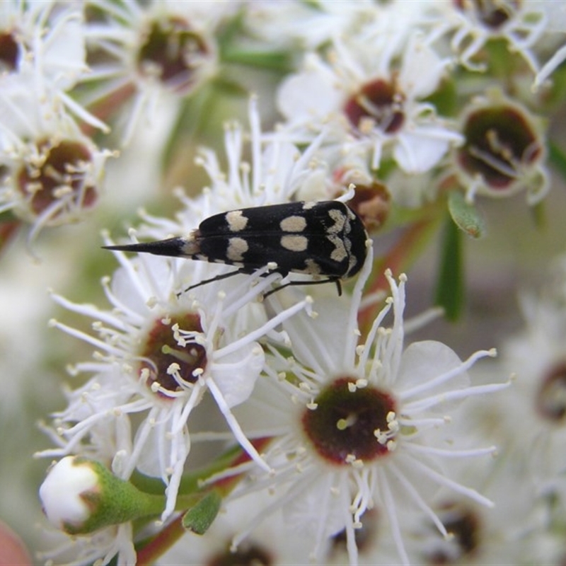 Hoshihananomia leucosticta