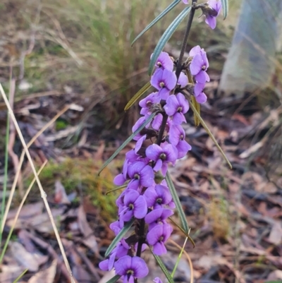 Hovea linearis