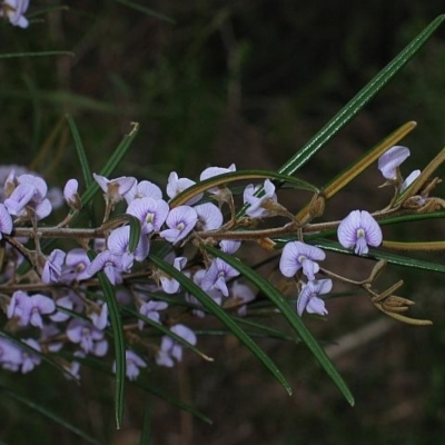 Hovea longifolia