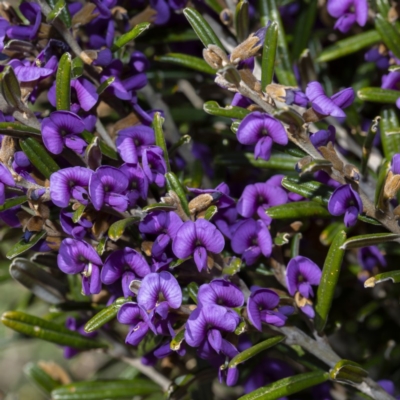 Hovea montana