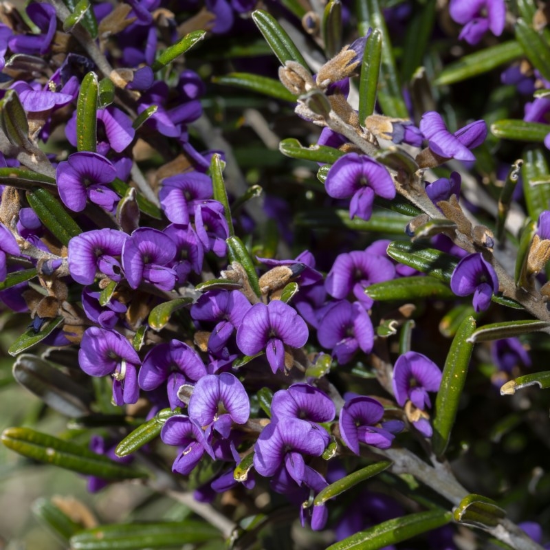 Hovea montana