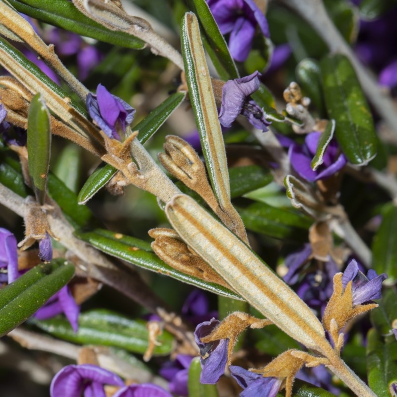 Hovea montana