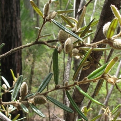 Hovea pannosa