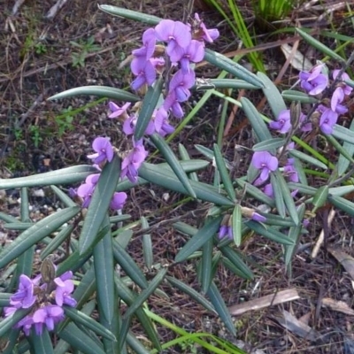 Hovea purpurea