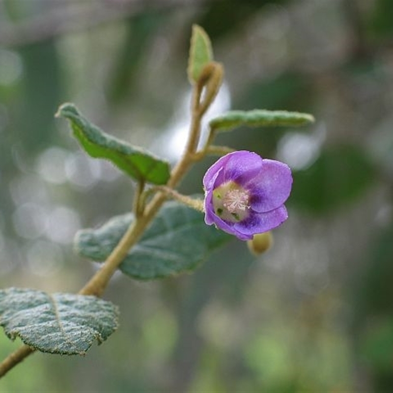 Howittia trilocularis