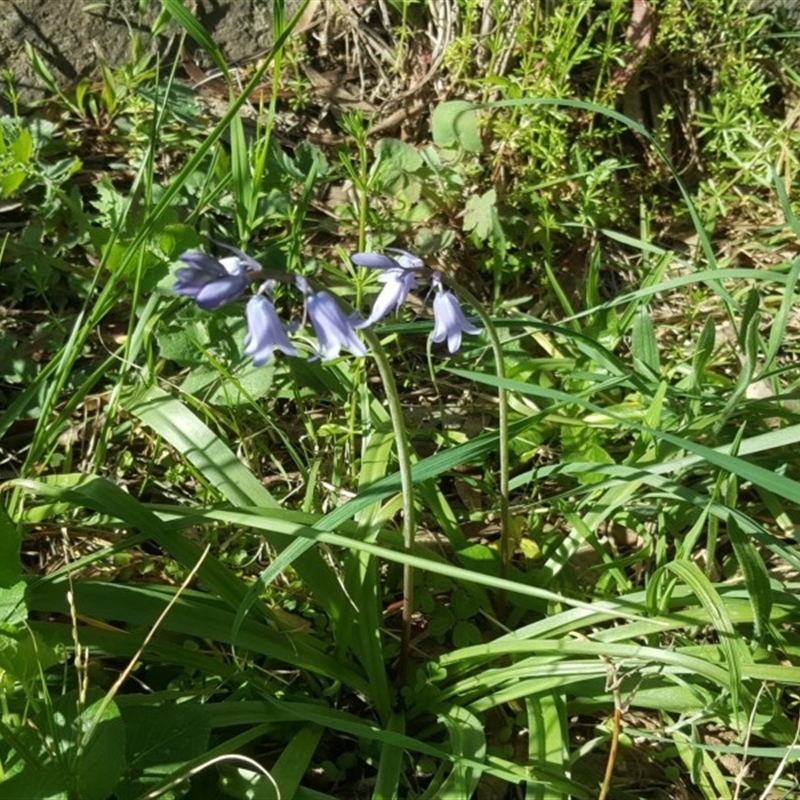 Hyacinthoides non-scriptus