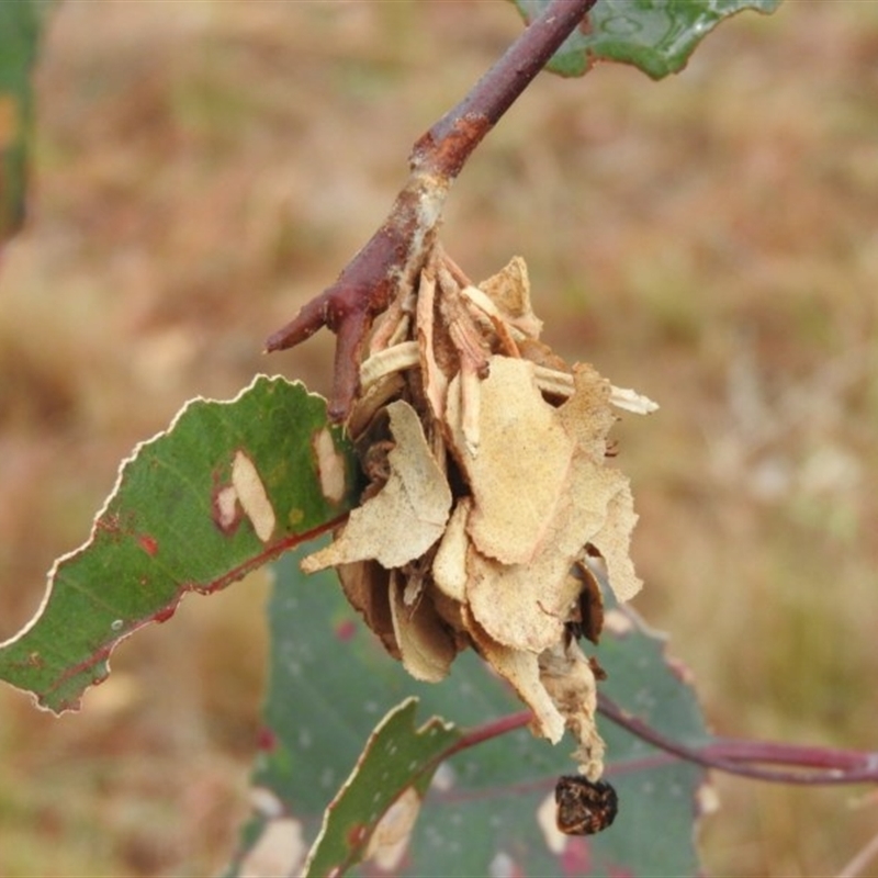 Hyalarcta huebneri