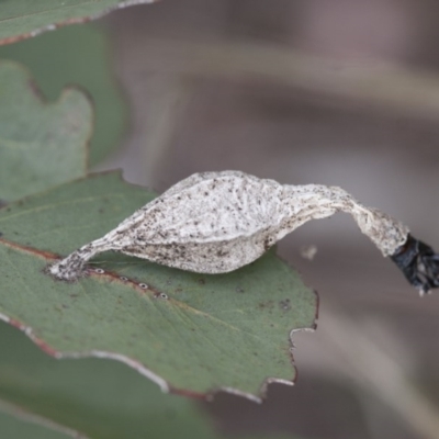 Hyalarcta nigrescens