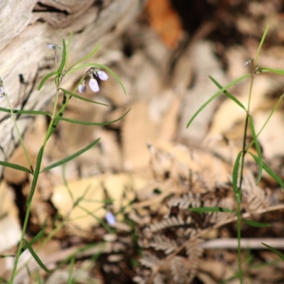 Pigea vernonii