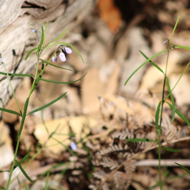 Pigea vernonii