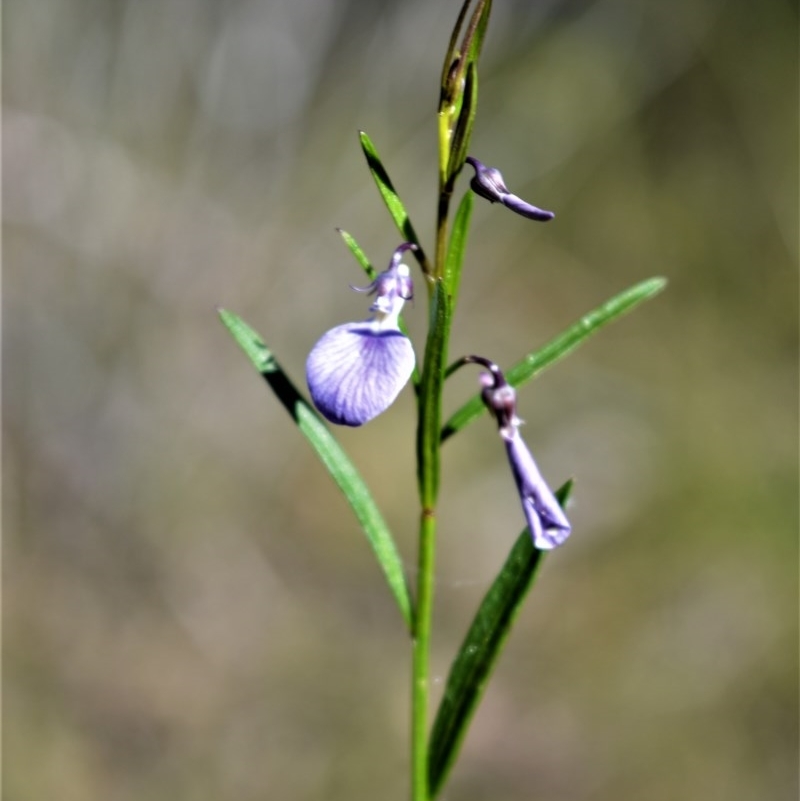 Pigea vernonii