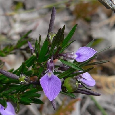 Pigea vernonii subsp. vernonii