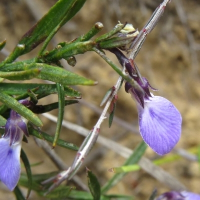 Pigea vernonii subsp. vernonii