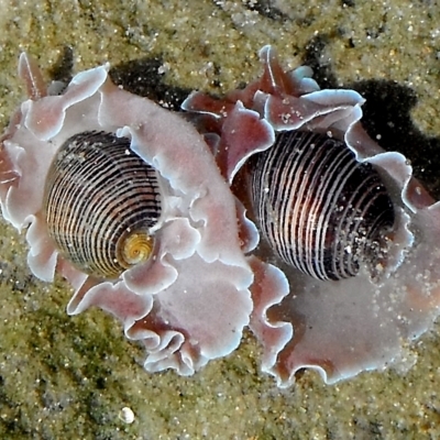 Hydatina physis