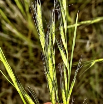 Inflorescence detail