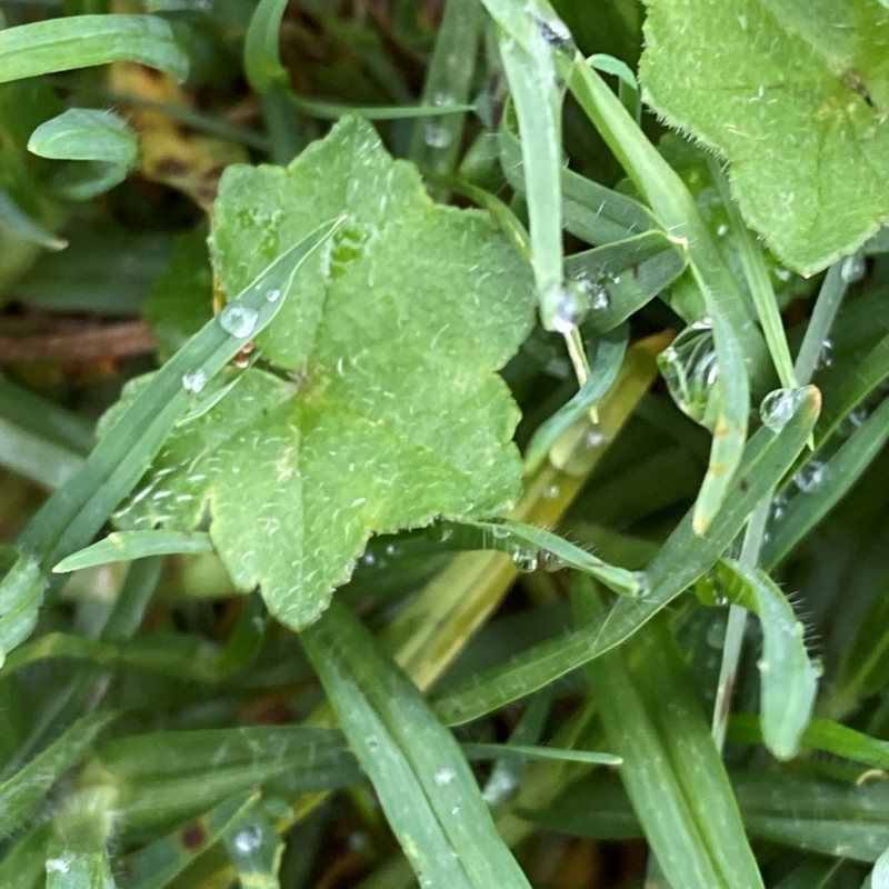 Hydrocotyle acutiloba