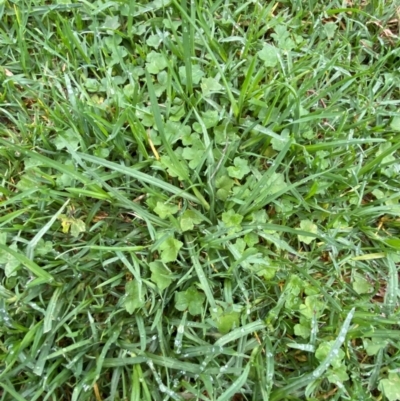 Hydrocotyle acutiloba