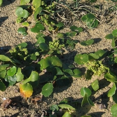 Hydrocotyle bonariensis