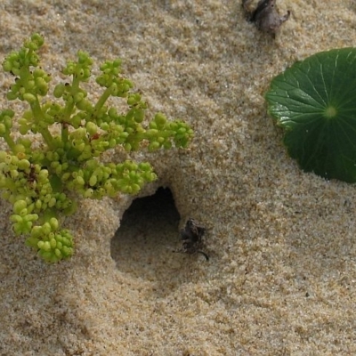 Hydrocotyle bonariensis