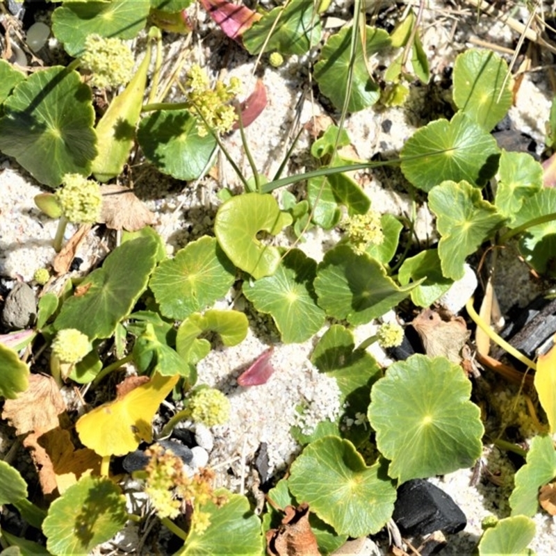 Hydrocotyle bonariensis