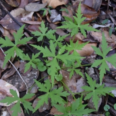 Hydrocotyle geraniifolia