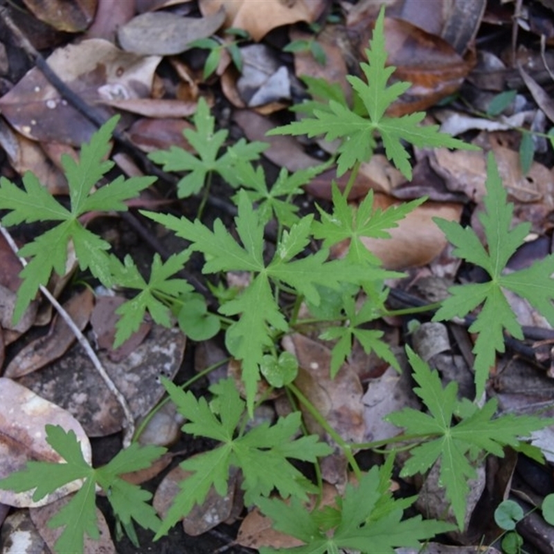 Hydrocotyle geraniifolia