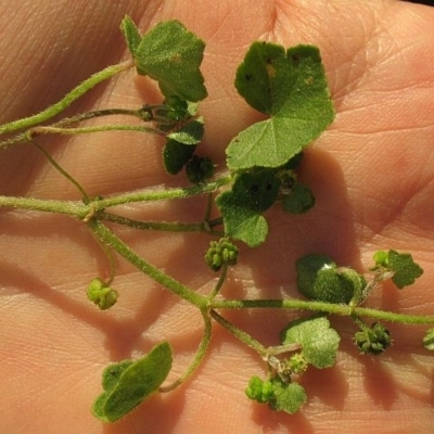 Hydrocotyle hirta