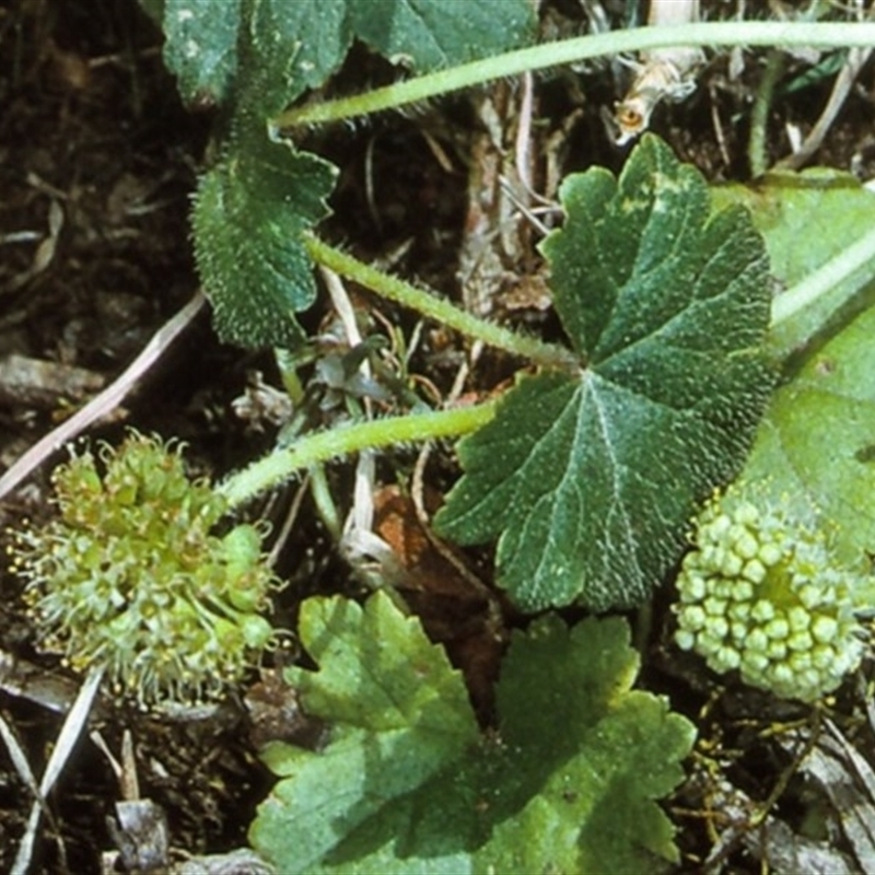 Hydrocotyle laxiflora